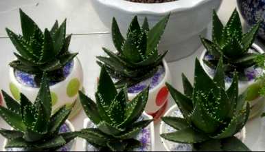 适合卧室的花卉植物净化空气，卧室里有哪些植物花卉？