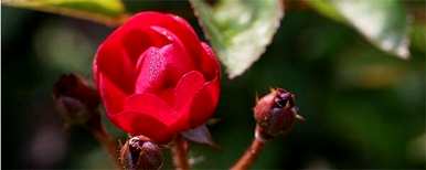如何种月季花，如何种月季花视频