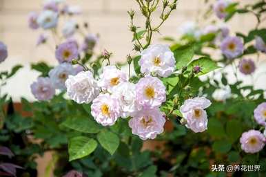 什么是室内藤蔓植物和图片，什么是室内藤蔓植物？