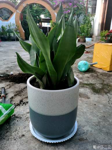 如何饲养短叶虎尾兰，如何饲养短叶虎尾兰