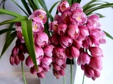 花语是什么，花语是什么意思？