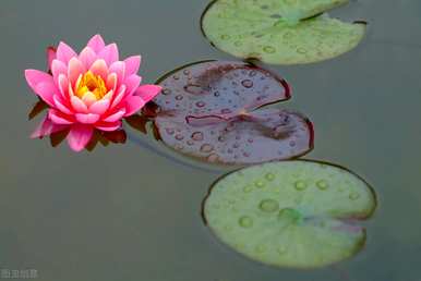 睡莲的花语是什么，睡莲的紫色花语是什么？
