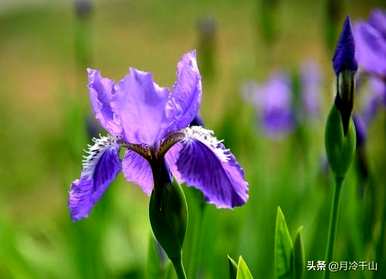 鸢尾花的花语是什么？紫鸢尾花的花语文案
