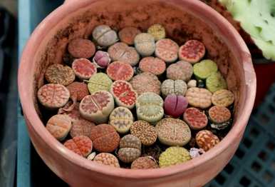石花多菌灵，石花怎么养？