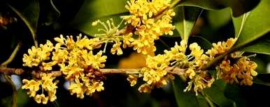 桂花换盆土什么时候好？桂花用什么土栽培比较好？