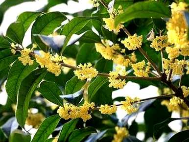 桂花换盆土什么时候好？桂花用什么土栽培比较好？