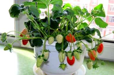草莓盆栽养殖法、盆栽草莓养殖法