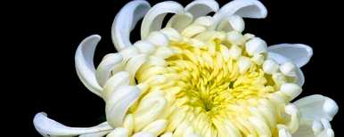 如何养殖菊花，如何养殖蜡菊花