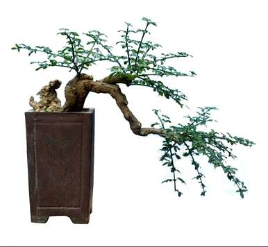 如何修剪丛林迎春花，什么时候修剪迎春花？