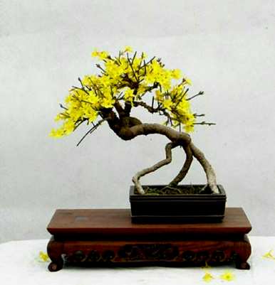 如何修剪丛林迎春花，什么时候修剪迎春花？