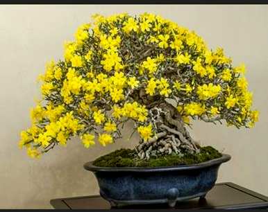 如何修剪丛林迎春花，什么时候修剪迎春花？