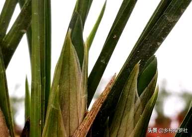 如何种植垂兰花开花，如何种植野兰花开花