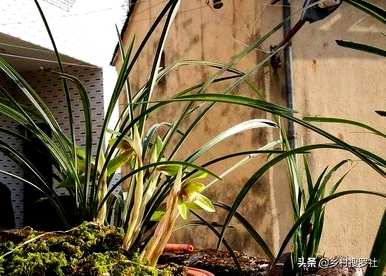 如何种植垂兰花开花，如何种植野兰花开花