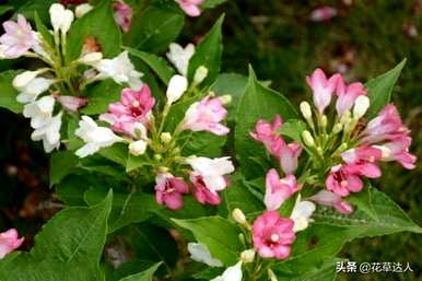 锦带花什么时候开，锦带花什么时候开？