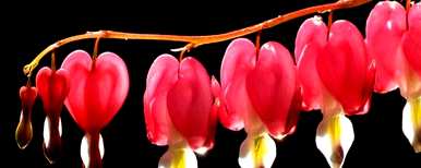 灯笼花怎么养才好？倒挂灯笼花怎么养？