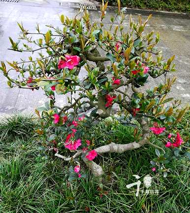 海棠几个月开花多久？海棠几个月开花多久？