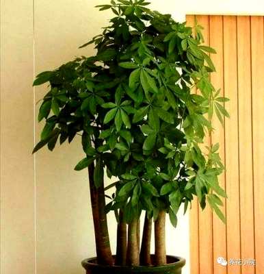 室内哪些花好养又好看，室内哪些花最好看又好养？