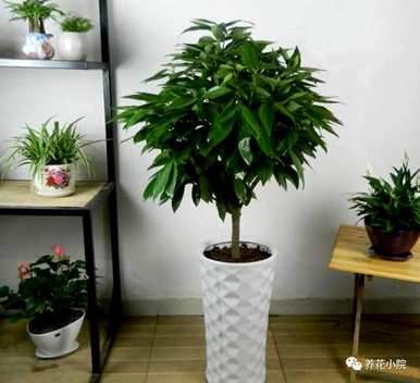 室内哪些花好养又好看，室内哪些花最好看又好养？