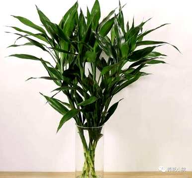 室内哪些花好养又好看，室内哪些花最好看又好养？