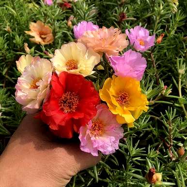 哪些花适合室内种植，哪些花适合室内种植？