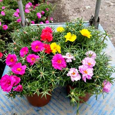 哪些花适合室内种植，哪些花适合室内种植？