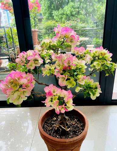 哪些花适合室内种植，哪些花适合室内种植？