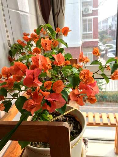 哪些花适合室内种植，哪些花适合室内种植？