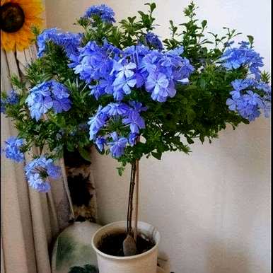 哪些花适合室内种植，哪些花适合室内种植？