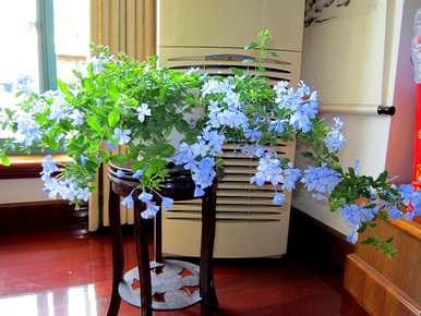 哪些花适合室内种植，哪些花适合室内种植？