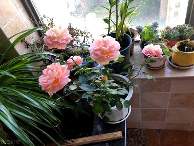 哪些花适合室内种植，哪些花适合室内种植？