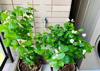 哪些花适合室内种植，哪些花适合室内种植？
