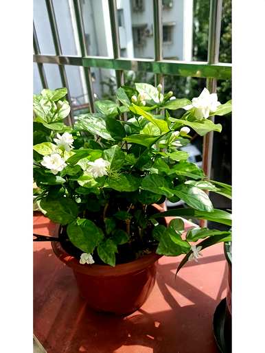 哪些花适合室内种植，哪些花适合室内种植？