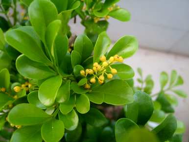 哪些花四季常开易养，哪些花四季常开易养？