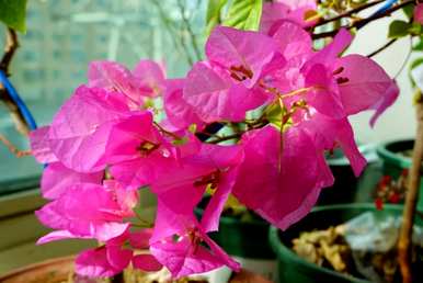 哪些花四季常开易养，哪些花四季常开易养？