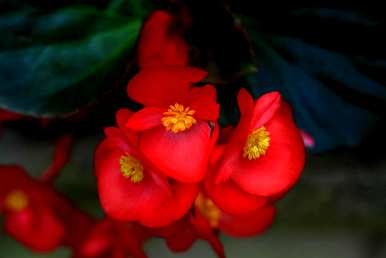 哪些花四季常开易养，哪些花四季常开易养？