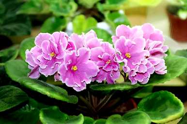 哪些花四季常开易养，哪些花四季常开易养？