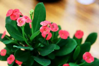 哪些花四季常开易养，哪些花四季常开易养？