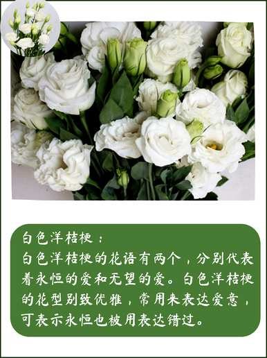 什么是洋桔梗花语，什么是洋桔梗花语？