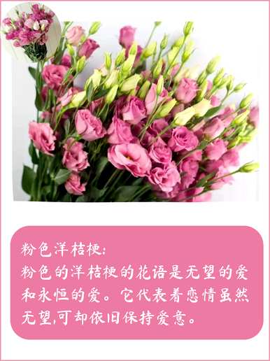 什么是洋桔梗花语，什么是洋桔梗花语？