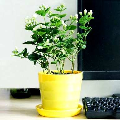 茉莉花盆栽养殖方法，如何养好茉莉花盆栽