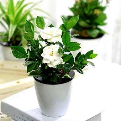 茉莉花盆栽养殖方法，如何养好茉莉花盆栽
