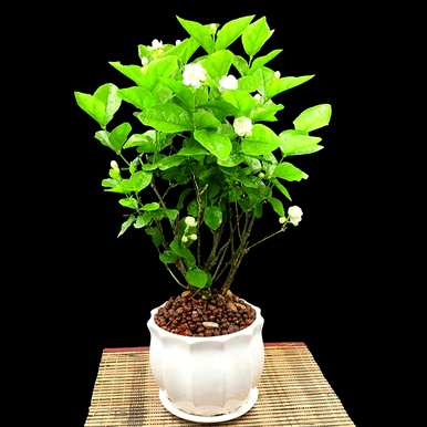 茉莉花盆栽养殖方法，如何养好茉莉花盆栽