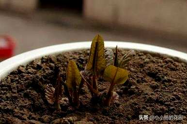 牡丹种子花盆种植方法，如何种植牡丹种子