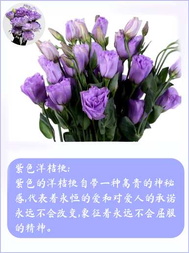 什么是洋桔梗花语，什么是洋桔梗花语？