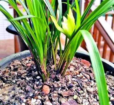 如何养兰花草才能更旺盛？如何种植兰花草？