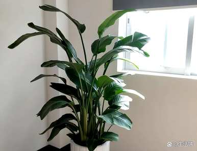 如何饲养大叶天堂鸟？天堂鸟的大叶和小叶