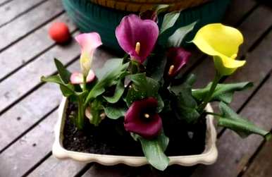 如何种植马蹄莲球，如何种植马蹄莲球