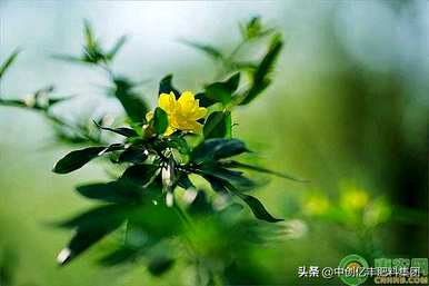迎春花几月开放，迎春花开放过程