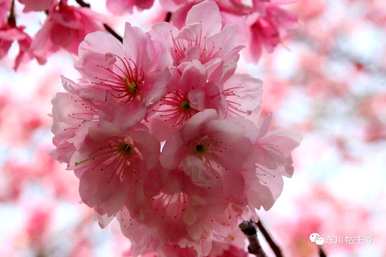 樱花的含义是什么？艺妓回忆录樱花的含义是什么？