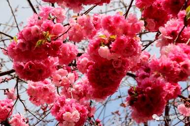 樱花的含义是什么？艺妓回忆录樱花的含义是什么？